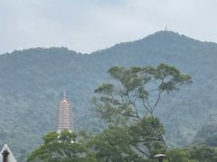 -深圳仙湖植物园