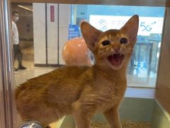 -爪爪喵星球·猫舍(前海卓越店)