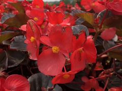 -松山湖梦幻百花洲