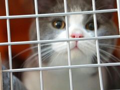 -纳吉亚猫专科动物医院博雅分院