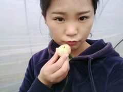 -喜杨洋草莓采摘园