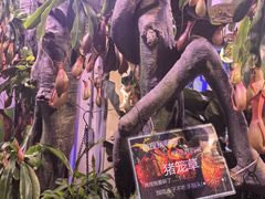 -正佳雨林生态植物园