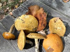 -峡谷浮石林景区