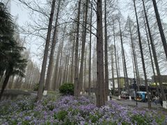 -黄海国家森林公园