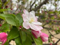 -海棠花溪(元大都城垣遗址公园)