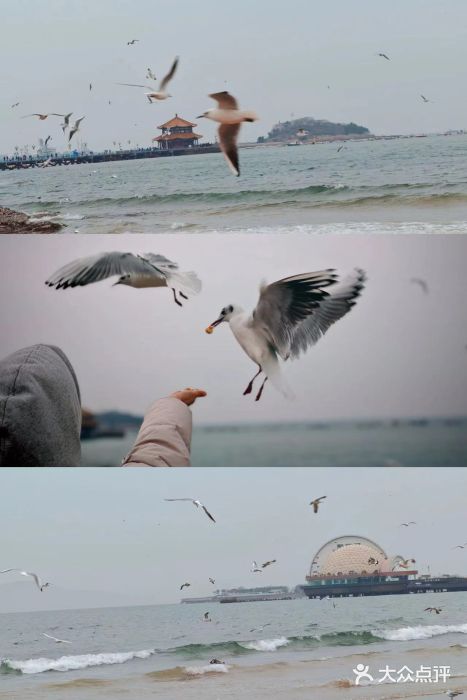 栈桥景区图片
