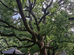 -上海兴国宾馆香樟园西餐厅