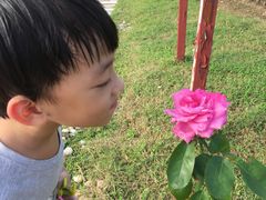 -亚龙湾国际玫瑰谷
