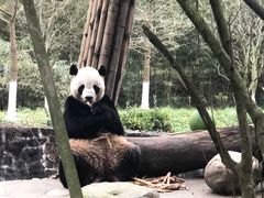 -都江堰中华大熊猫苑
