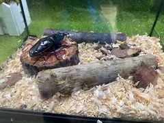 -上海昆虫博物馆