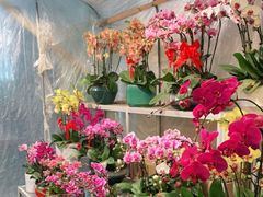 -双季花艺园艺市场(浦东店)