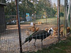 -前小桔亲子创意农场·草莓采摘·露营烧烤