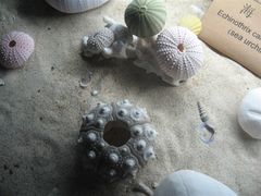 -亚龙湾中心广场·贝壳馆