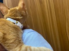 -东莞宠友24H宠物中心医院·转诊夜诊·异宠(新河北路院)