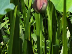 -陈家山荷花公园