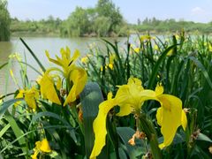 -白鹭湾湿地公园