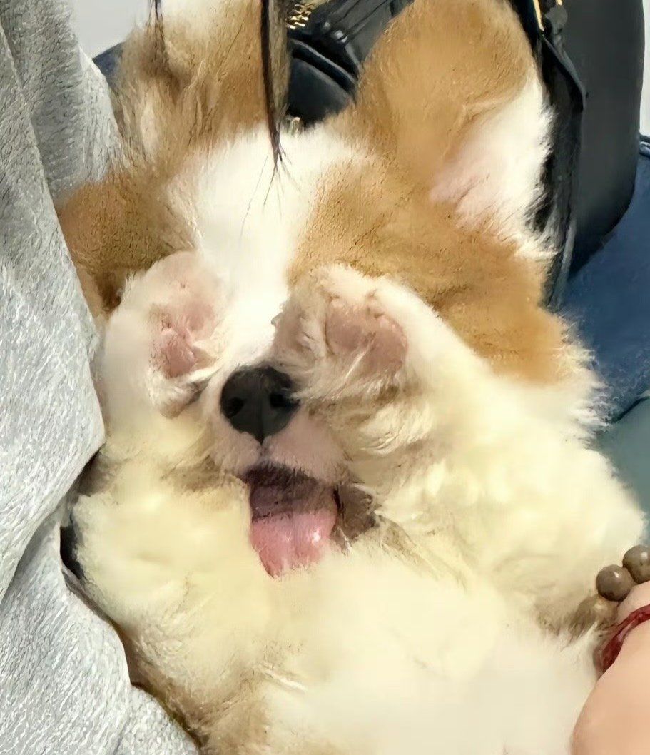 小狗揉眼睛:这么多肉骨头 这是天堂吗