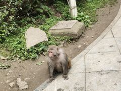-黔灵山公园