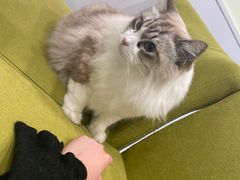 -艾吉宠物医院·疑难杂症转诊中心·猫友好(碧江路院)