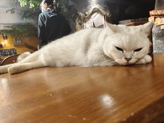 -猫猫幼稚园·撸猫·桌游·电玩