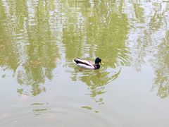 -大望京公园