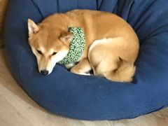 -柴迷FANS CLUB·柴犬狗咖·猫咖