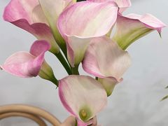 -Flower in(密渡桥店)