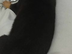 -宠爱国际动物医院· 猫科· 外科·中兽医(长白店)