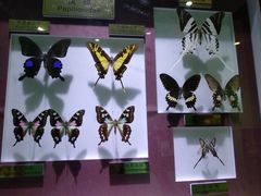 -上海昆虫博物馆
