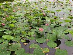-成都南湖公园