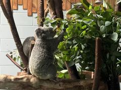 -肯德基(友好店)