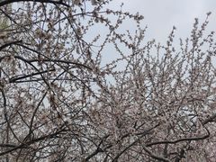 -桃花堤公园