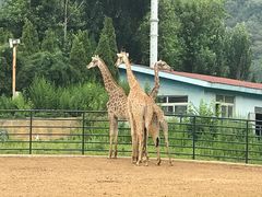 -大连森林动物园