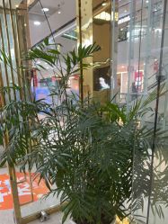 -CICI纤美·科技减肥美容