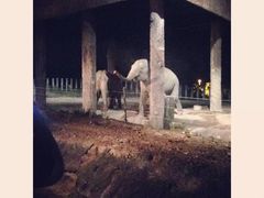 -清迈夜间动物园