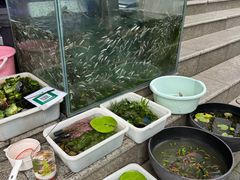 -青石桥花鸟鱼虫市场(叠翠城店)