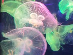 -太平洋海底世界