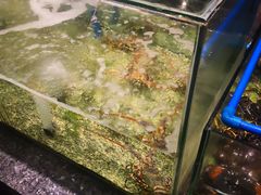 -Isla Sugbu Seafood City