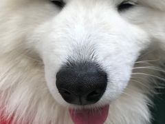 -星多哈·狗咖·拼豆·咖啡