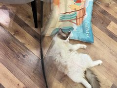 -袖虎·猫馆(体育西路店)