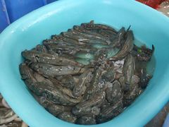 跳跳鱼-肥弟大排档(汕樟路店)