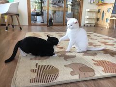-猫的茶·猫咖