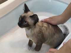 -PETKIT小佩宠物·低压洗护(国顺东路店)