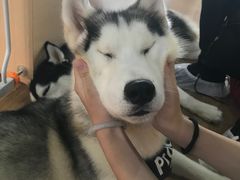 -Husky Go! 哈士奇体验馆·宠物咖啡厅狗咖