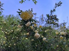 -长春公园(普阳街道)