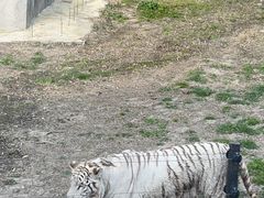 -上海野生动物园
