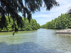 -上海海湾国家森林公园