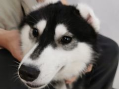 -Husky Go! 哈士奇体验馆·宠物咖啡厅狗咖