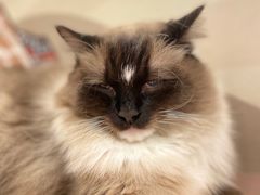 -Let's go狗咖·猫咖·奶狗·桌游(春熙路IFS店)