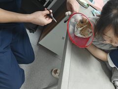 -丹景宠物医院·全科·老年病·牙科(武昌诊疗中心)